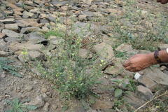 Verbascum chinense